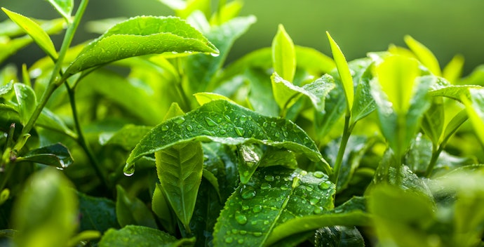 Chọn Loại Có Nguồn Trà Hữu Cơ An Toàn Cho Sức Khỏe
