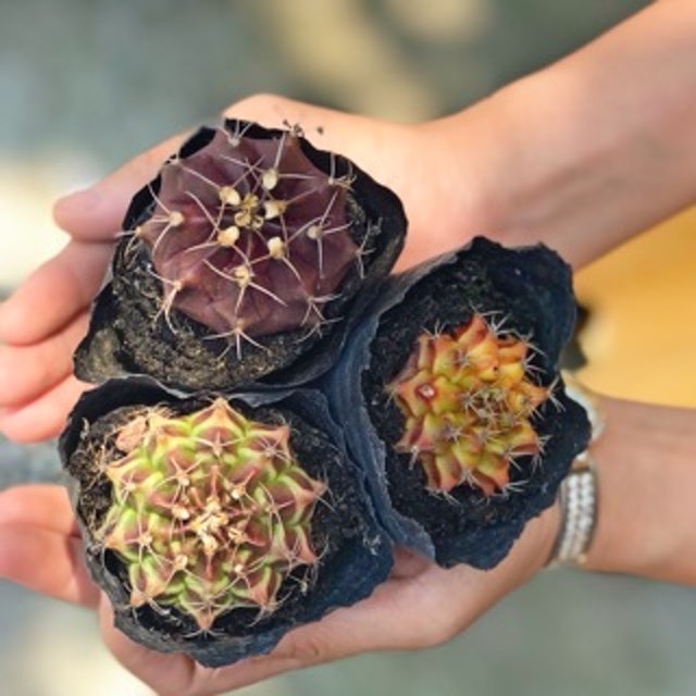 Cây Xương Rồng Gymno Có Vân 1
