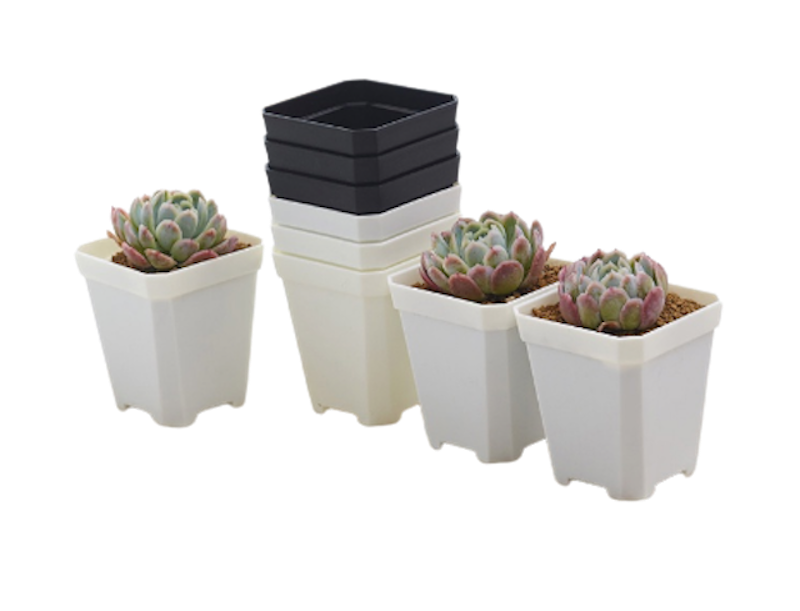 Chậu Nhựa Trồng Sen Đá Green Home 1