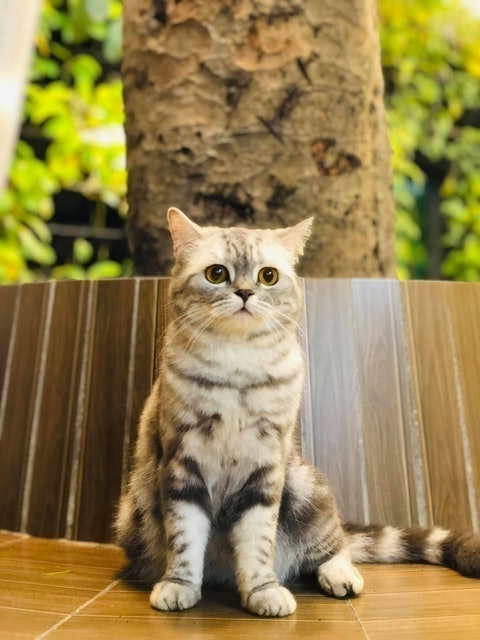 Cafe Thú Cưng Pet Coffee Garden 5