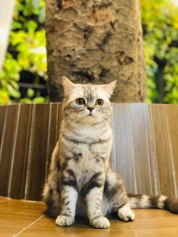 Cafe Thú Cưng Pet Coffee Garden 5
