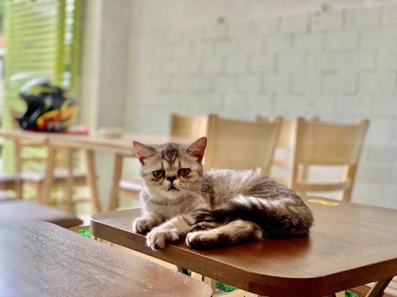Cafe Mèo Duca Tea Catfe 2