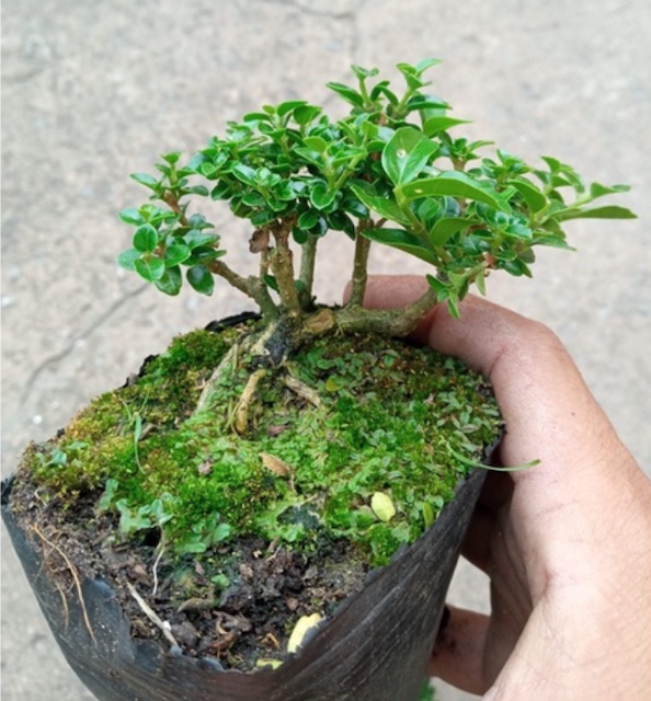 [2024] Top 10 Bonsai Mini đẹp nhất hiện nay (Cần thăng, tùng la hán, sam hương) 3