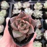 Top 10 Cây Sen Đá Đẹp và Dễ Trồng nhất hiện nay (Tư vấn mua 2024) 5