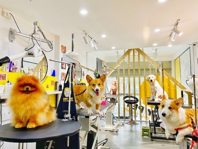 [2024] Top 10 Spa Thú Cưng ở Hà Nội tốt nhất hiện nay (Kimi Pet, Shiny Pet, J & Pet) 2