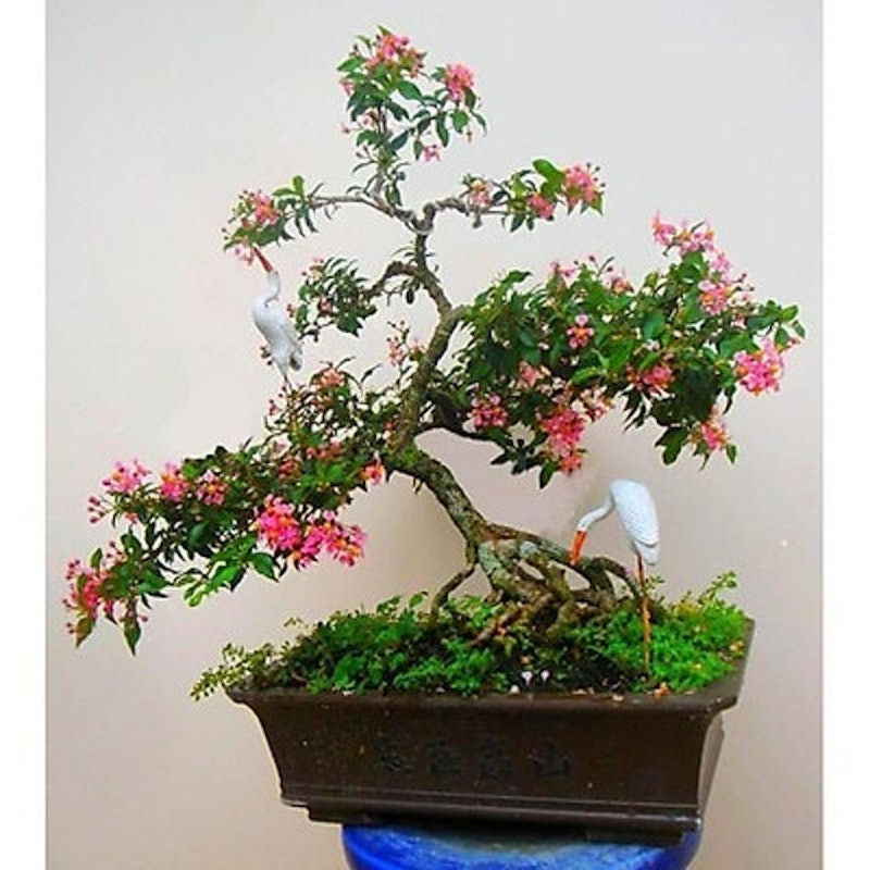 Hồng Ngọc Mai 2