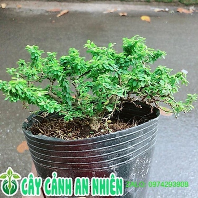 Linh Sam Hạt Gạo 3