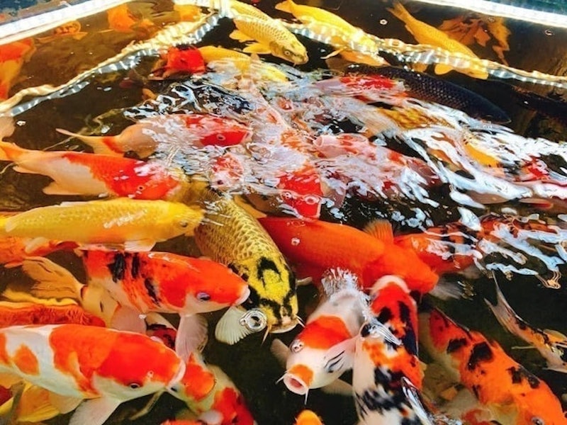 King Koi Coffee Garden 2
