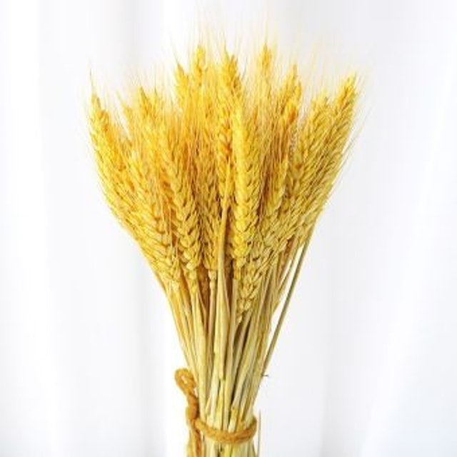 Hoa Lúa Mạch Khô  1