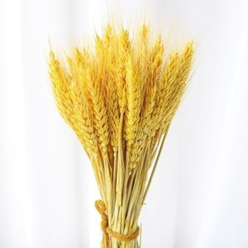 Hoa Lúa Mạch Khô 1