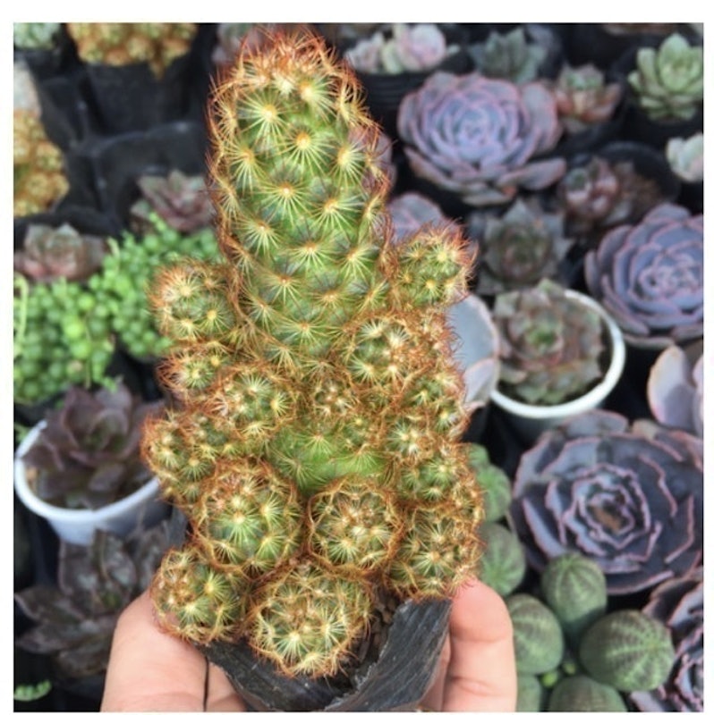 Cây Xương Rồng Thạch Trụ Thiên 1