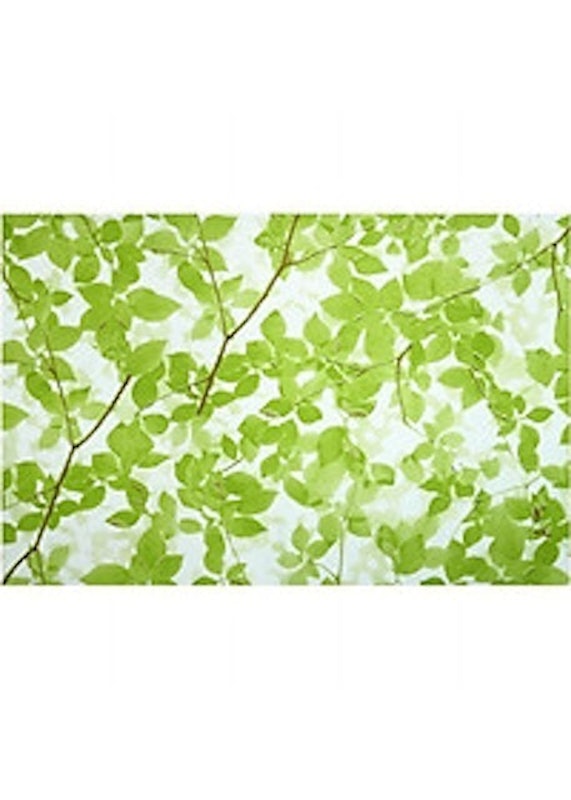 Giấy Dán Kính Họa Tiết Rừng Xanh 2