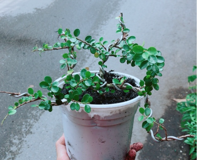 Sam Núi 2