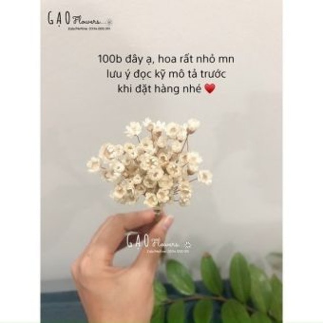 Hoa Cúc Glixia Khô  2
