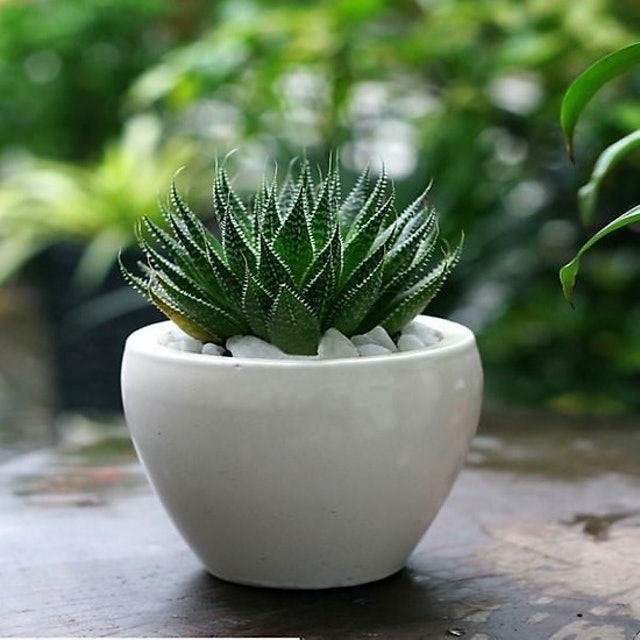 Top 10 Cây Sen Đá Đẹp và Dễ Trồng nhất hiện nay (Tư vấn mua 2024) 1
