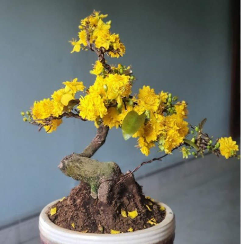 Mai Cúc Thọ Hương 2