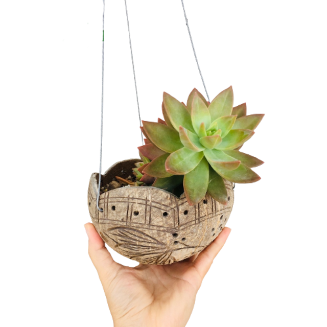Chậu Treo Gáo Dừa 2
