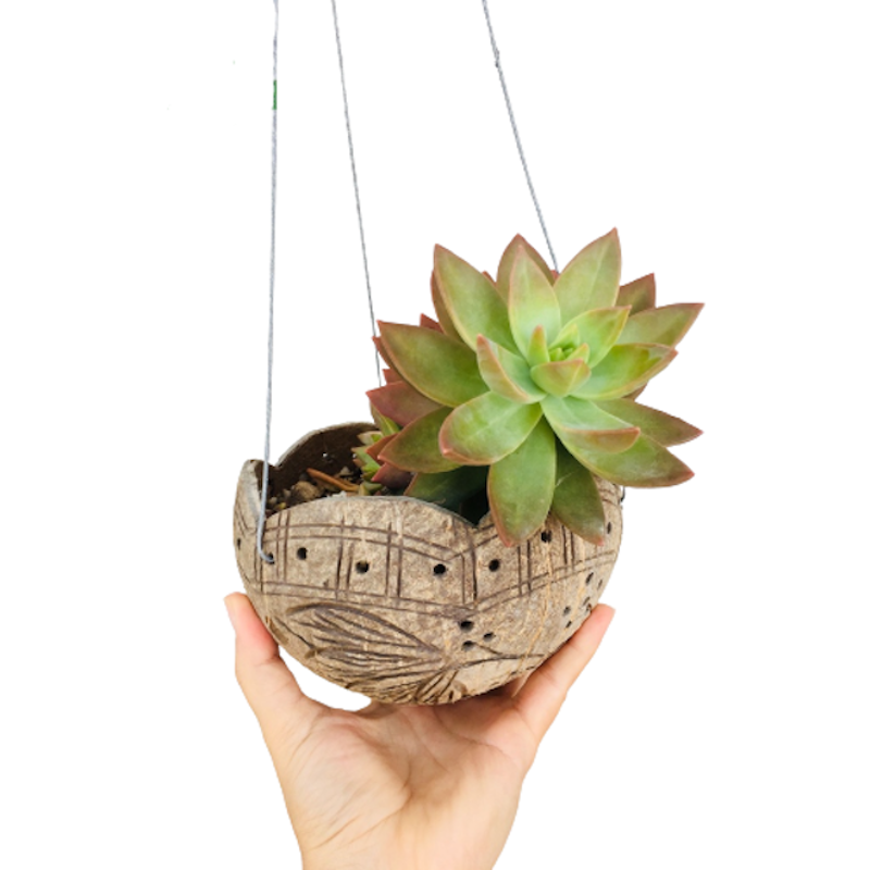 Chậu Treo Gáo Dừa 2