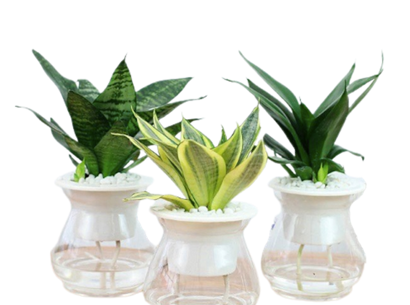 Chậu Nhựa Trồng Cây Thủy Sinh 1