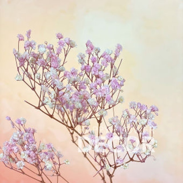Hoa Khô Baby Vintage  2