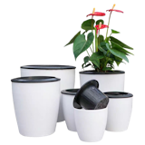 Top 10 Chậu Hoa đẹp nhất hiện nay (Ban Công, Treo Tường, Để Bàn) 4