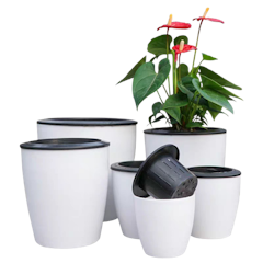 Chậu Hoa Tự Tưới Nước