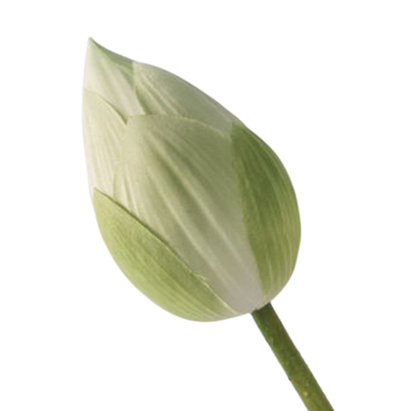 Hoa Sen Giả Bách Diệp Quan Âm 4