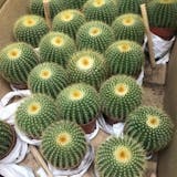 Top 13 Cây Xương Rồng Đẹp và Dễ Trồng Nhất hiện nay (Tư vấn mua 2024) 4