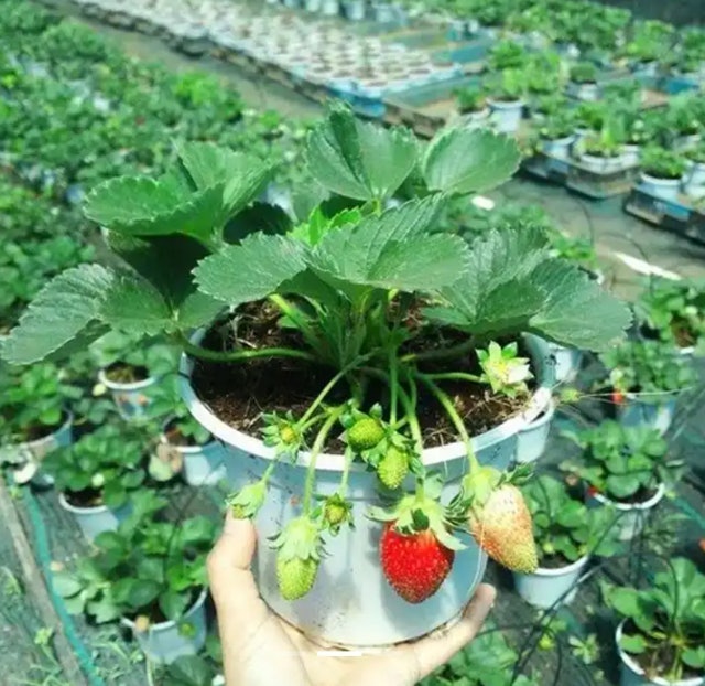 Dâu Tây Giống New Zealand Sunny Garden 1