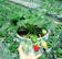 Sunny Garden Dâu Tây Giống New Zealand Sunny Garden 1