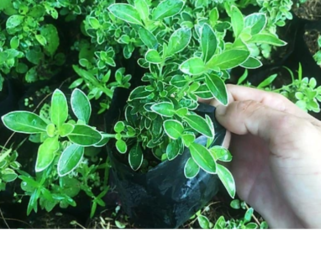 [2024] Top 10 Bonsai Mini đẹp nhất hiện nay (Cần thăng, tùng la hán, sam hương) 5