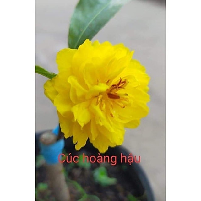 Mai Cúc Hoàng Hậu 3