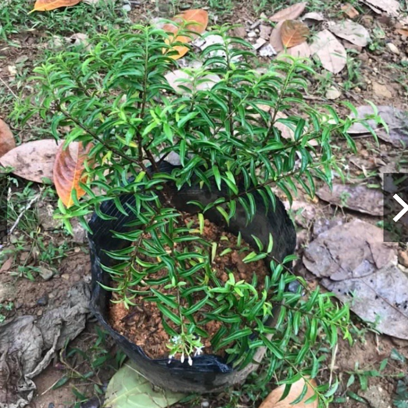 Mai Chiếu Thuỷ 1