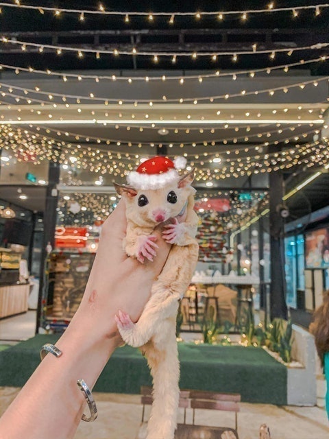 Cafe Thú Cưng Pet Coffee Garden 4