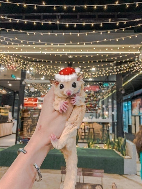 Cafe Thú Cưng Pet Coffee Garden 4