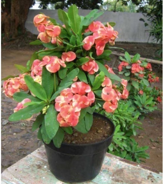 Cây Xương Rồng Bát Tiên 1
