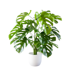 Cây Trầu Bà Giả 70cm