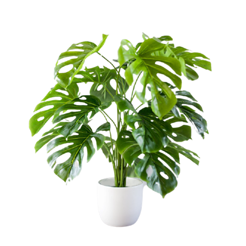 Cây Trầu Bà Giả 70cm 1