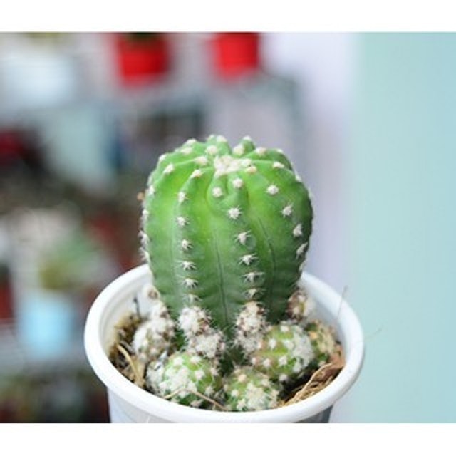 Cây Xương Rồng Echino 1