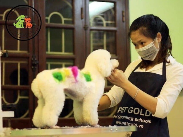 Pet Gold 1