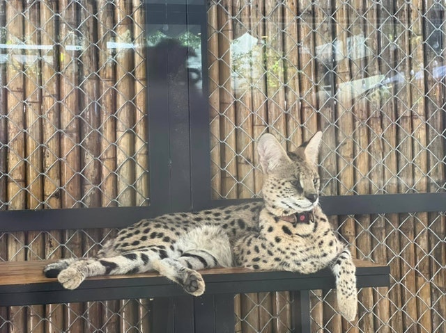 Cafe Thú Cưng Pet Coffee Garden 3