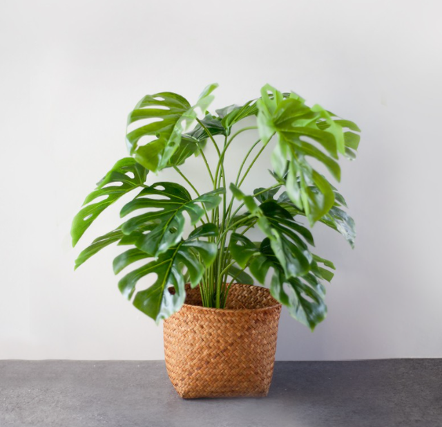 Cây Trầu Bà Giả 70cm 2