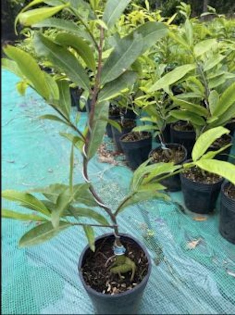 Mai Cúc Thọ Hương 1