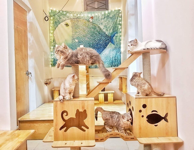 [2024] Top 7 Cafe Mèo đẹp nhất ở Hà Nội (Lizzy House, Ga Kafe, Bastet's Home) 4