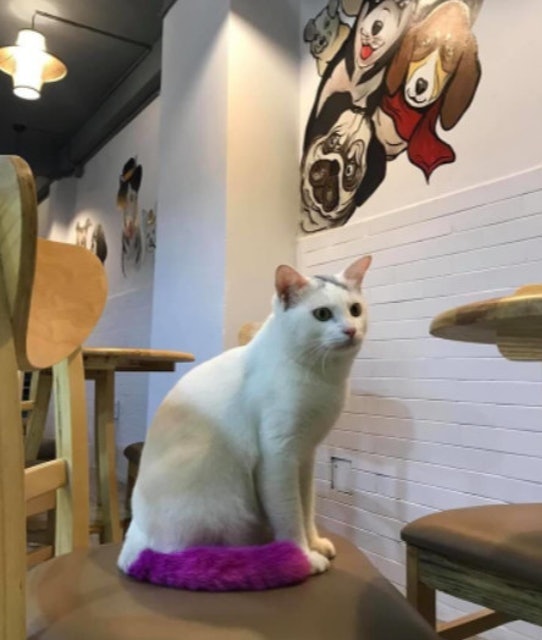 Cafe Thú Cưng Cherry Pet Coffee 2