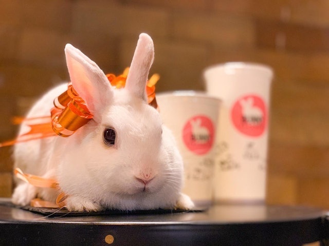Cafe Thỏ Bunny Coffee And Tea 1
