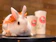 Cafe Thỏ Bunny Coffee And Tea 1