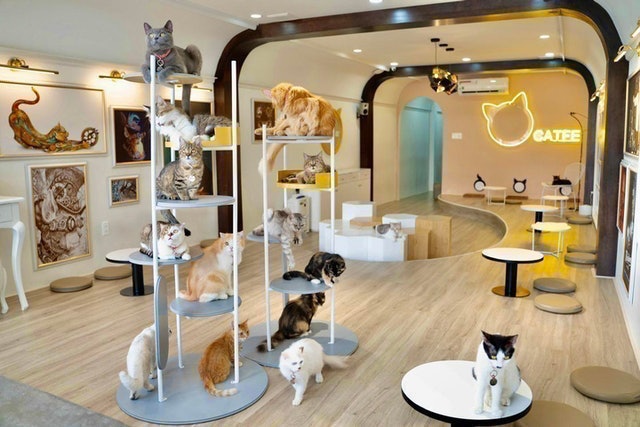 [2024] Top 10 Quán Cafe Thú Cưng Đẹp Nhất Ở TP. HCM (Cà Phê Mèo, Cà Phê Cún, Cà Phê Thỏ) 1