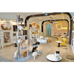 Cafe Mèo CATFE