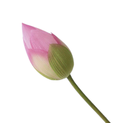 Hoa Sen Giả Bách Diệp Quan Âm